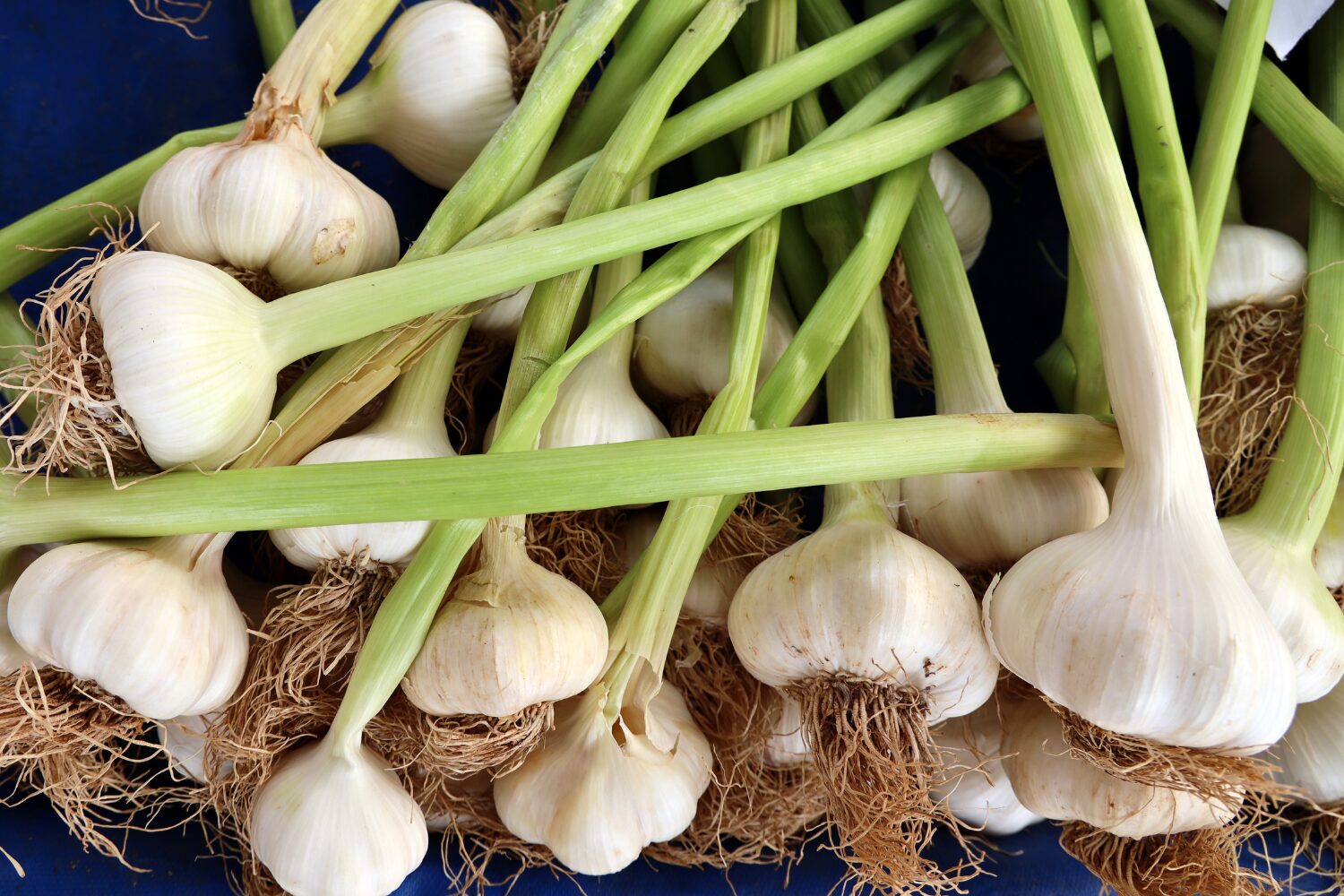 Grow Your Own Garlic – And Plenty Of It!