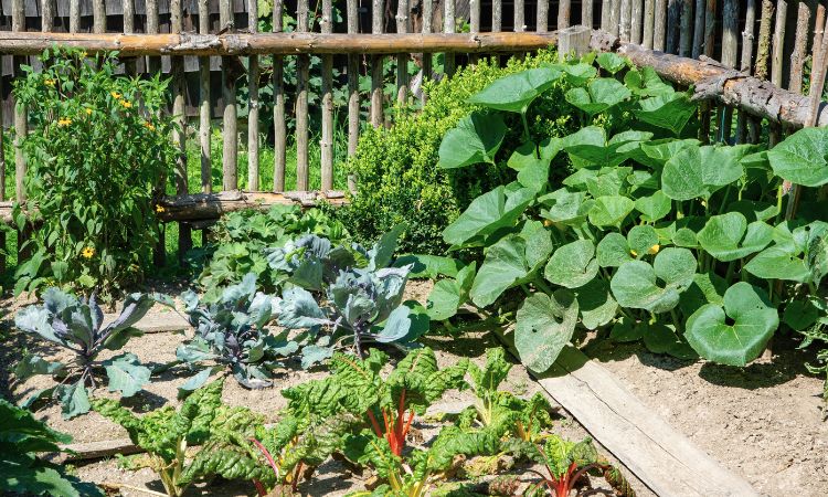 3 Great Reasons To Grow Your Own Food