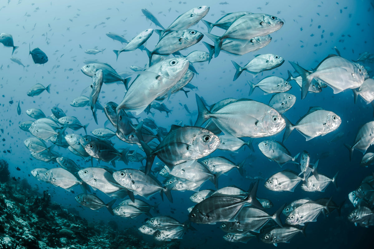 The Problems With Fish Oil as a Source of Omega-3 Fatty Acids